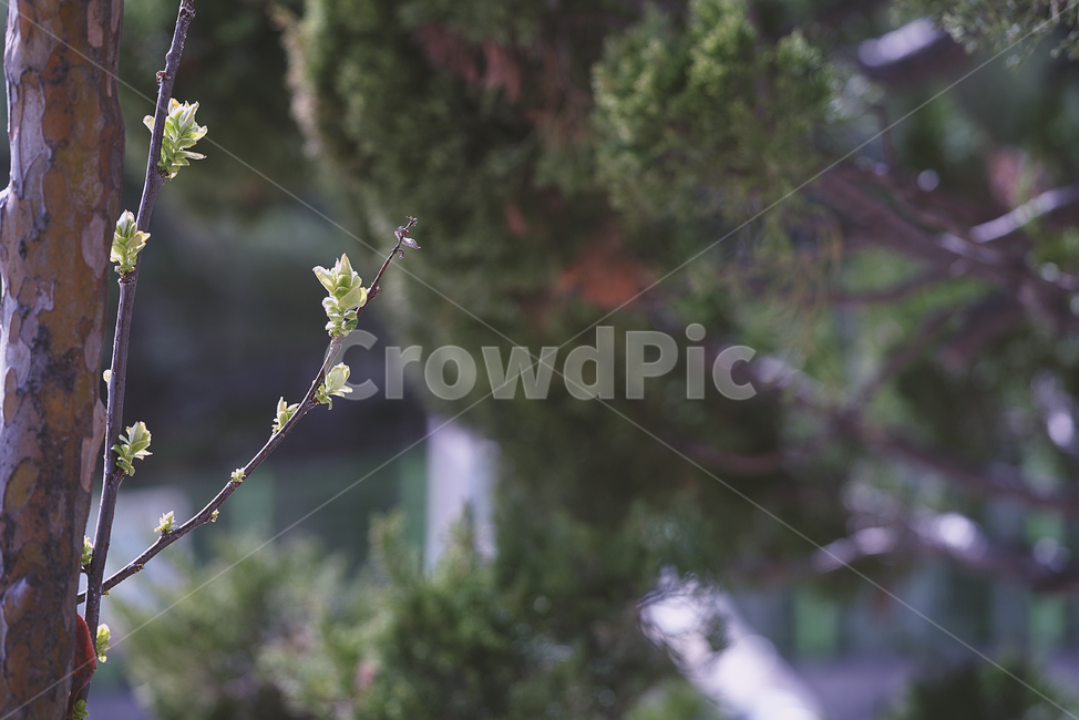 봄,감성,느낌,계절,생명,생물,식물,잎,자연,식물,자연,plants,nature,나무,trees,wood