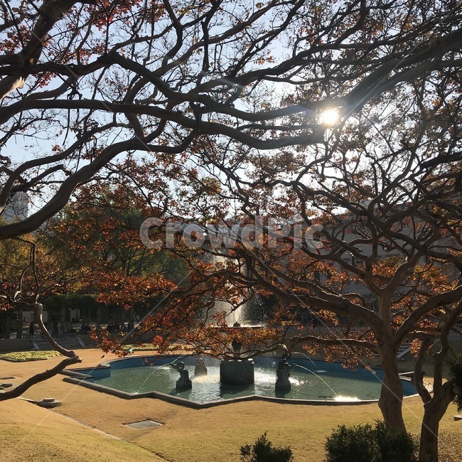 tree,나무,plant,식물,treetrunk,나무줄기,가을풍경,석조전,한국전통건물,분수대,낙엽,fallenleaves,koreascenery,한국풍경,서울,autumn,서울풍경,seoul,sunset,가을감성,햇살,햇볕,분위기,경복궁