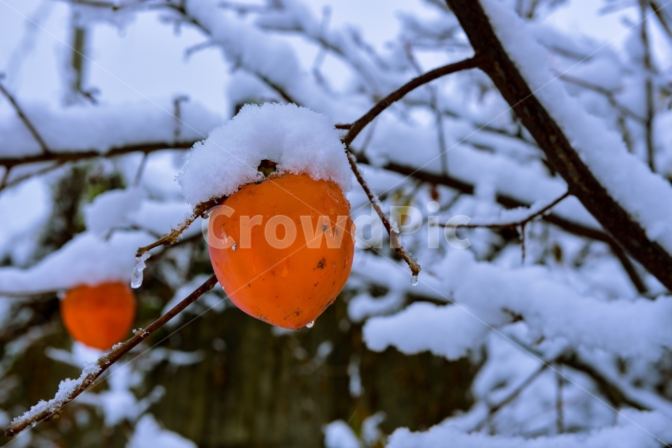 풍경,스냅,감,눈,감성,겨울,계절,winter,season,식물,자연,plants,nature,과일,열매,fruit