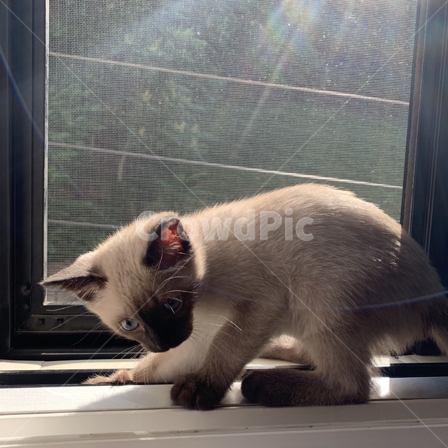동물,고양이,반려묘,귀여워,샴