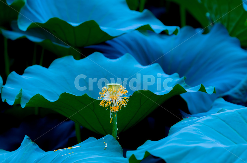 연,연잎,문양,무늬,습지,자연,식물,자연,plants,nature,꽃,flower