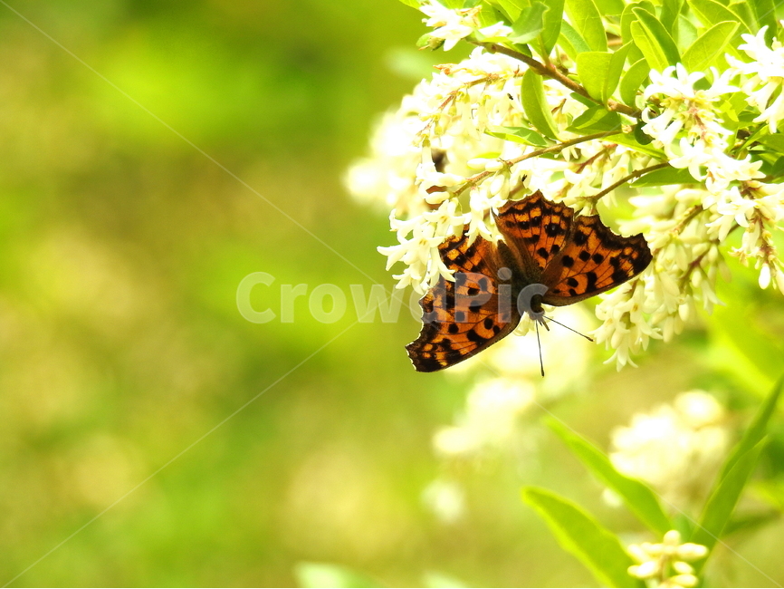 동물,곤충,나비,식물,꽃,자연,식물,자연,plants,nature,꽃,flower,동물,animal,곤충,벌레,insect,bug