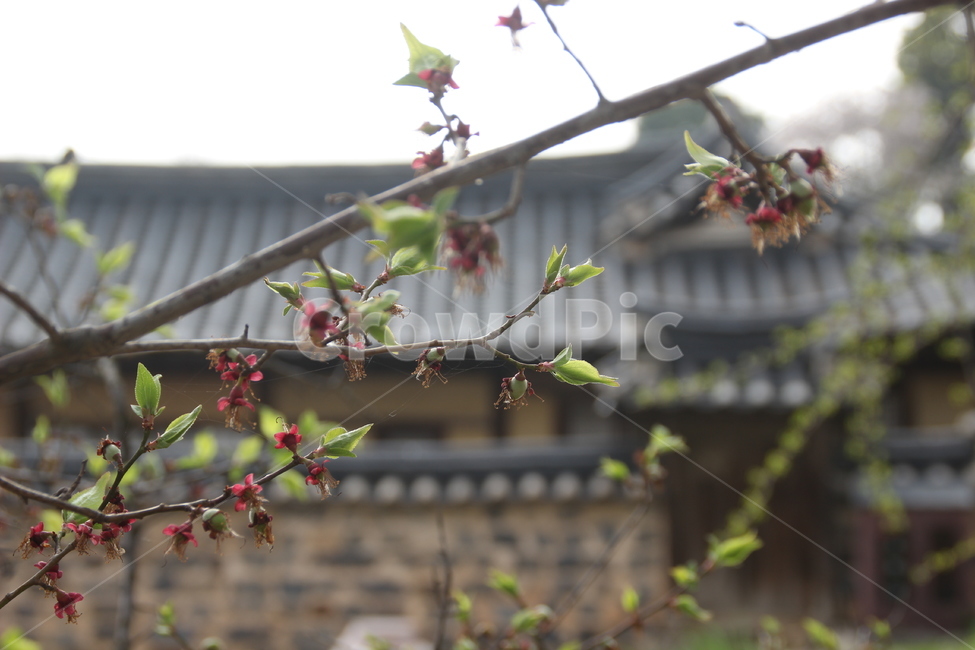 명재고택,고택,봄,목조건물,새잎,새순,논산,myeongjae,oldhouse,spring,woodenbuilding,newleaf,bud,shoot,nonsan