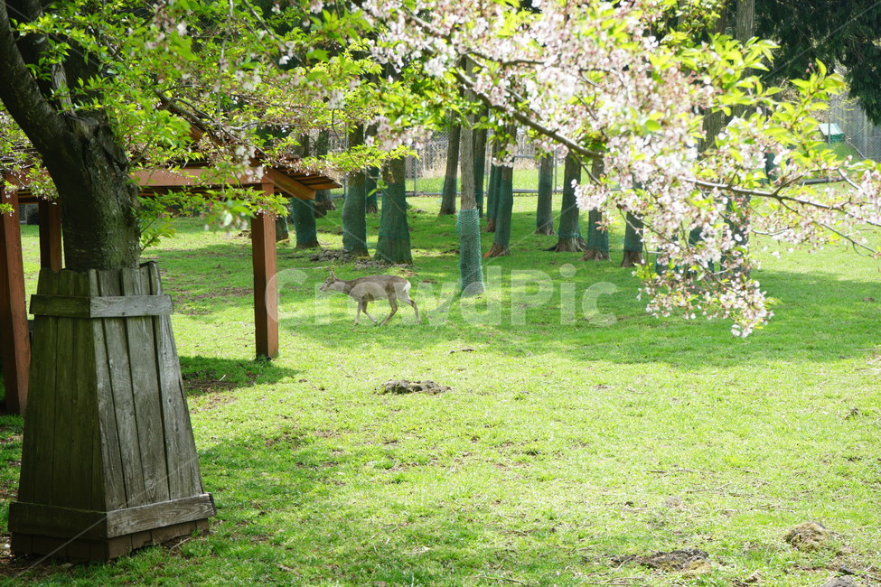 제주도,수목원,사슴,잔디,grass,jeju,deer,outdoors,옥외,동물,animal,포유류,mammal