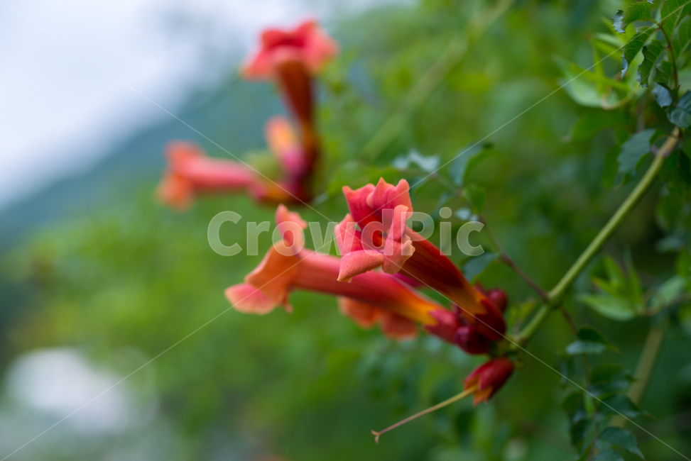 여름꽃,빨간꽃,능소화,미국,미국능소화,꽃,flower,야생화