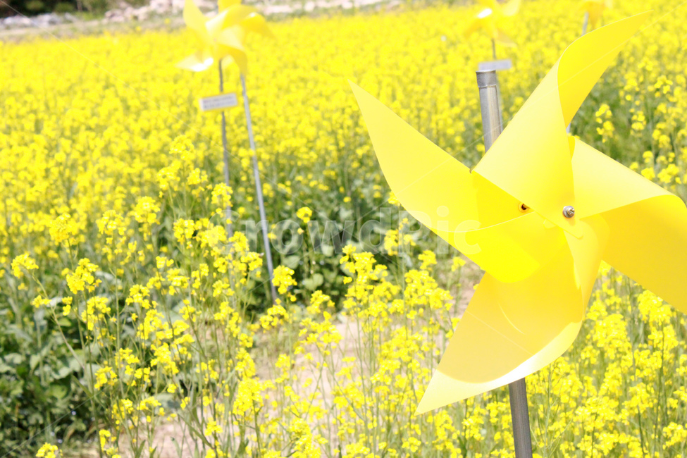 바람개비,노란꽃,자연,풍경,pinwheel,yelloflower,nature,view