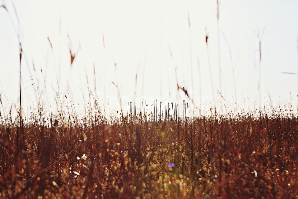 솟대,조형물,갈대,풍경,배경,자연,자연,풍경,nature,landscape,조각상,동상,석상,조형물,statue,bronze statue,stone statue,plant,식물,grass,잔디,lawn,reed