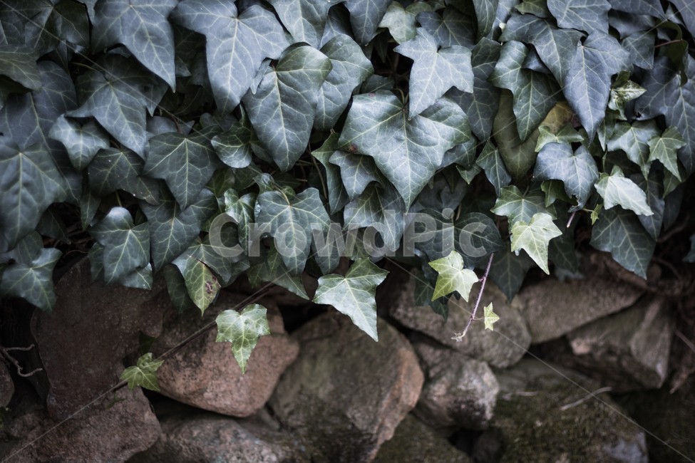 풍경,식물,담,담벼락,잎파리,식물,자연,plants,nature