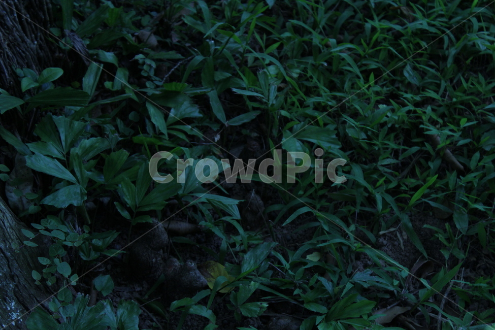 풀,잔디,약초,식물,산,등산,정원,식물,자연,plants,nature