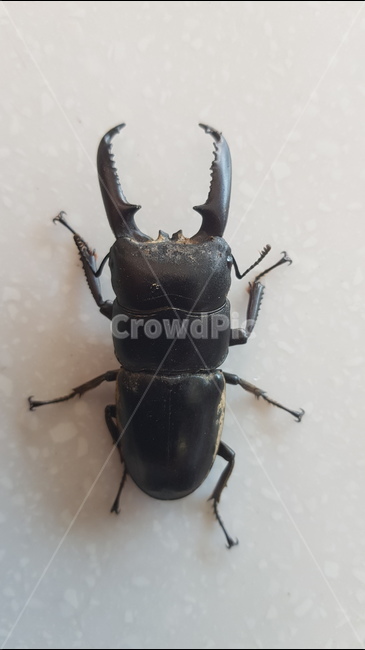 사슴벌레,벌레,곤충,집게벌레,집게,동물,animal,곤충,벌레,insect,bug