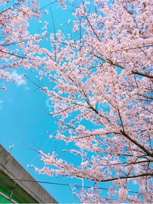 벚꽃,감성,봄,꽃,하늘