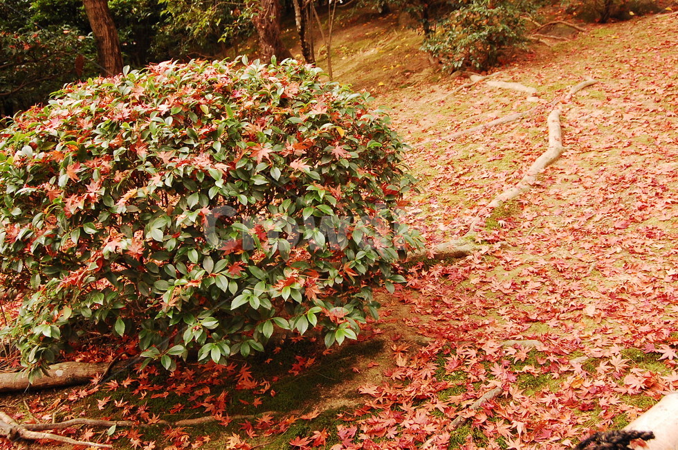 낙엽,풍경,가을풍경,겨울풍경,나무,나뭇잎,가을,계절,fall,autumn,season,plant,식물,leaf,잎,tree