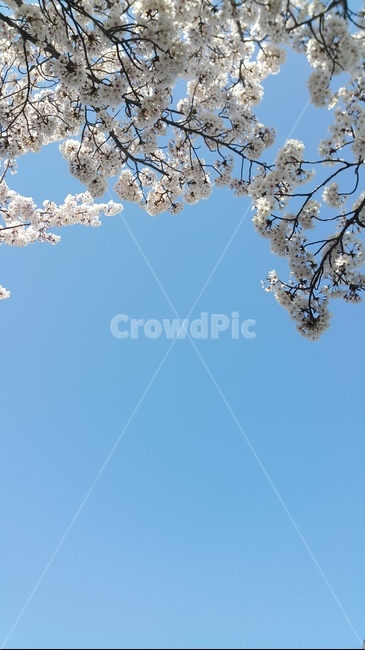 봄,벚꽃,분홍색,꽃,왕벚꽃,벚나무,하늘,봄,계절,spring,season,plant,식물,blossom,flower,cherry blossom