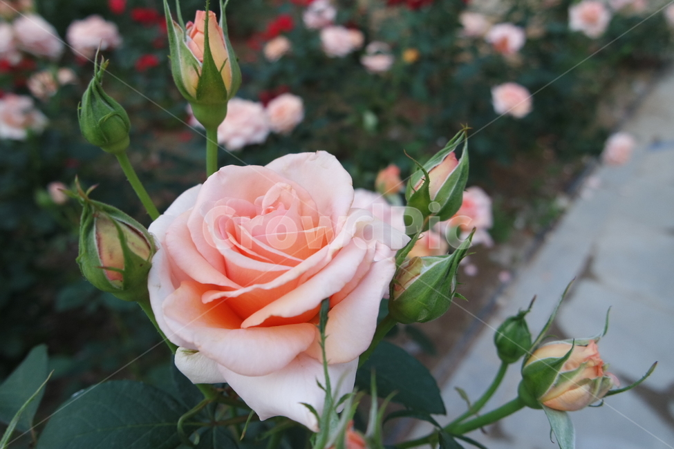 꽃,꽃사진,장미,장미꽃,장미사진,식물,자연,plants,nature,꽃,flower