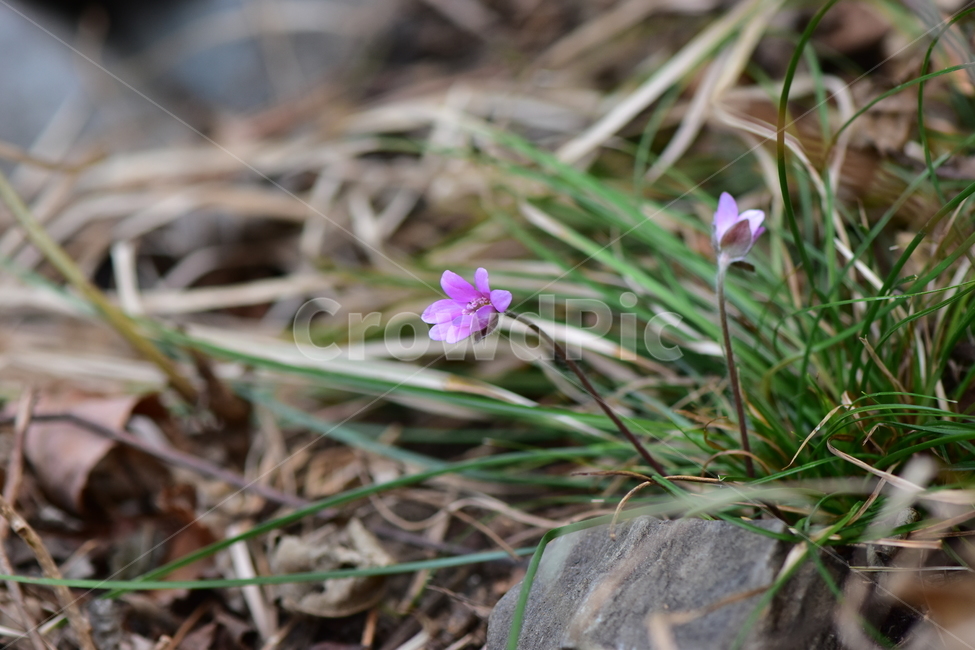 노루귀,야생화,봄,꽃,자연,식물,식생,봄의전령사,풀꽃,식물,자연,plants,nature,꽃,flower