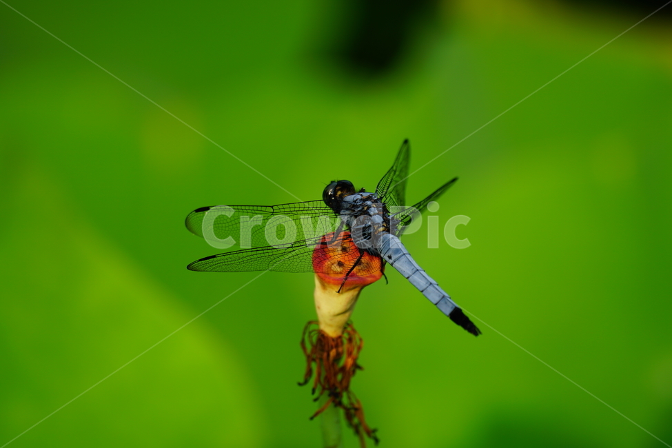 곤충,잠자리,insect,bug,dragonfly,동식물,동물,식물,연꽃,연밥,lotus,연근,동물,animal,곤충,벌레,insect,bug