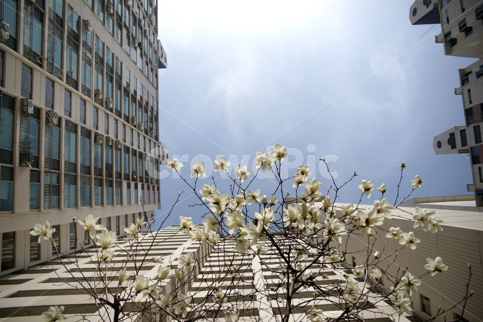 plant,식물,flower,꽃,하늘,나무,나뭇가지,흰색,tree,아파트,apartment,빌딩,건축물