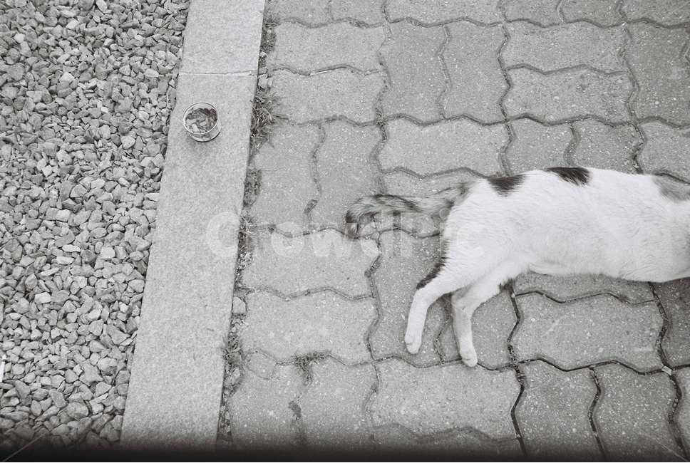 고양이,감성사진,길고양이,흑백사진,길,동물,animal,포유류,mammal,고양이,cat,kitten,kitty,흑백,모노톤,monochrome,black and white
