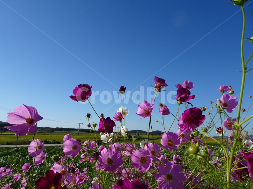코스모스,꽃,가을,하늘,시골,자연,가을,계절,fall,autumn,season,식물,자연,plants,nature,꽃,flower,geranium,제라늄,blossom,plant