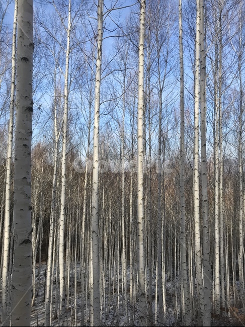 겨울,산,숲,나무,자작나무,추위,편안함,자연,풍경,nature,landscape,tree,plant,식물