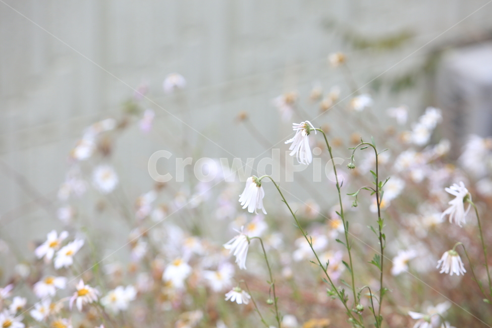 꽃,식물,구절초,봄,다소곳함,봄,계절,spring,season,식물,자연,plants,nature,꽃,flower,plant