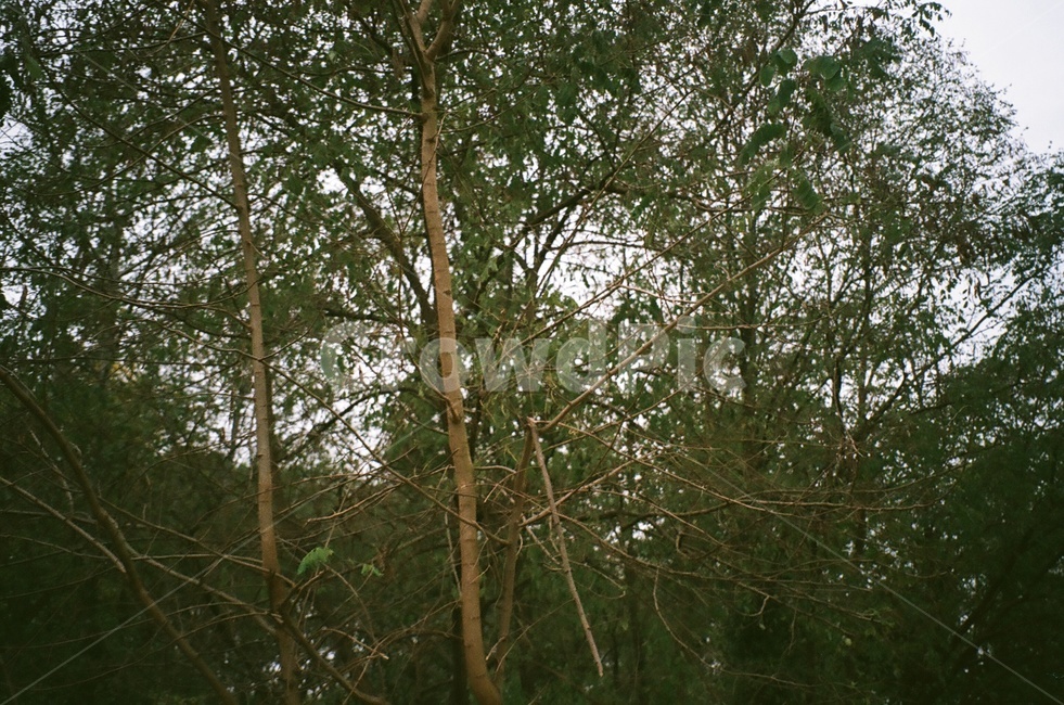흐린날씨,나무,풍경,자연,필름사진,식물,자연,plants,nature,나무,trees,wood