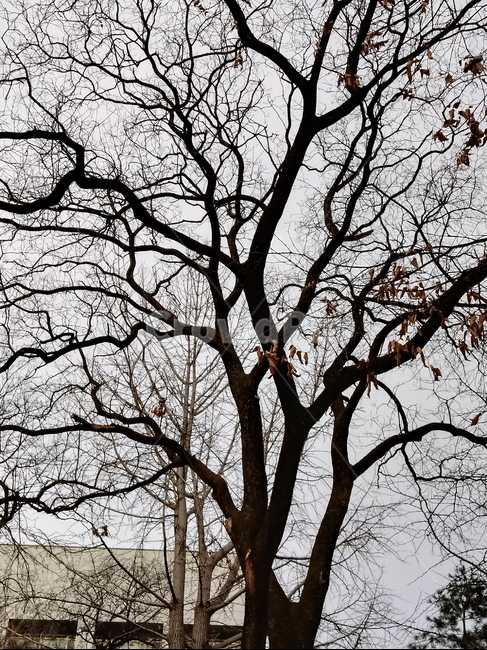 나무,식물,plant,tree,treetrunk,나무줄기,자연,큰나무,식물,자연,plants,nature,나무,trees,wood