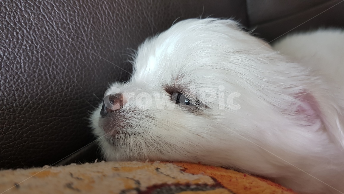 강아지,댕댕이,강아지옆모습,귀여운,흰둥이,말피츠
