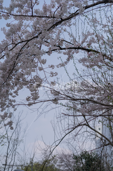 집앞,flower,꽃,벚꽃,봄,봄,계절,spring,season,plant,식물