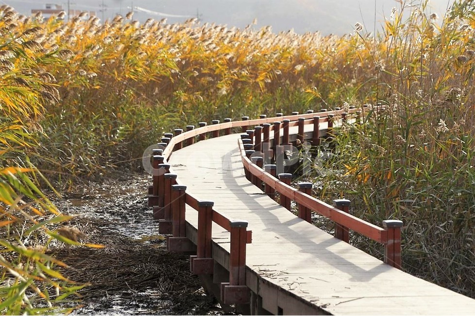 가을,갈대,자연,계절,식물,nature,다리,단풍,햇빛,서정,감성,갈대밭,강진갈대,강진만습지,autumn,season,가을,계절,fall,autumn,season,자연,풍경,nature,landscape,한국자연풍경,한국자연경관,korea nature landscape,building,건물,bridge,boardwalk,산책로