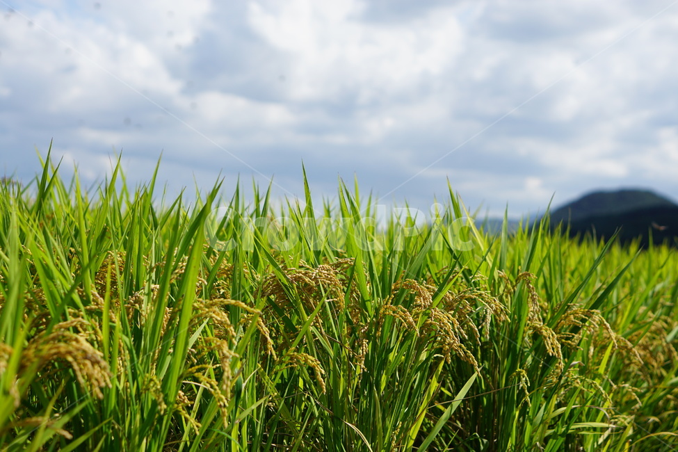 농촌,벼,시골,곡식,가을,산업,industry,industrial,농업,농사,agriculture,farming,farming industry