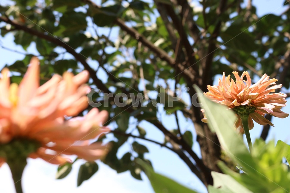 꽃,분홍,노랑,초록,식물,flower,hana,pink,pinku,yellow,kiiro,green,midori,plants,shokubutsu,햇빛,그림자,sunlight,hizashi,shadow,kage,하늘,자연,sky,sora,nature,나무,tree,ki,구름,cloud,kumo,식물,자연,plants,nature,꽃,flower