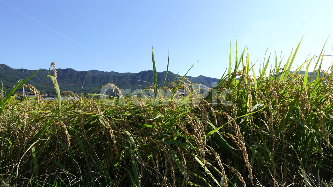 가을,하늘,벼,rice,추수,자연,논,paddyfield,농사,농업,농사,agriculture,farming,farming industry