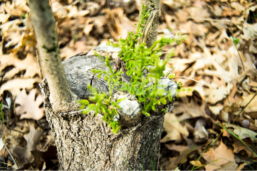 새싹,봄,생명력,새생명,자연,식물,자연,plants,nature