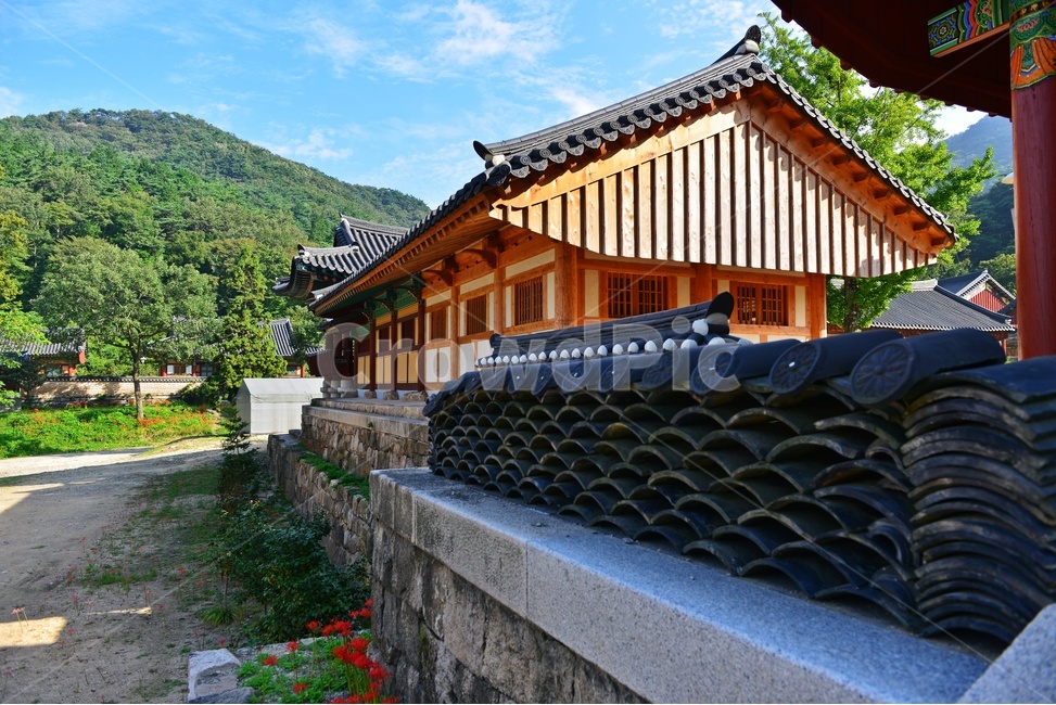 nature,자연,outdoors,옥외,plant,식물,tree,나무,경치,경관,풍경,영광,불갑사,꽃무릇,상사화축제,축제,아침,안경,빛,사찰,절