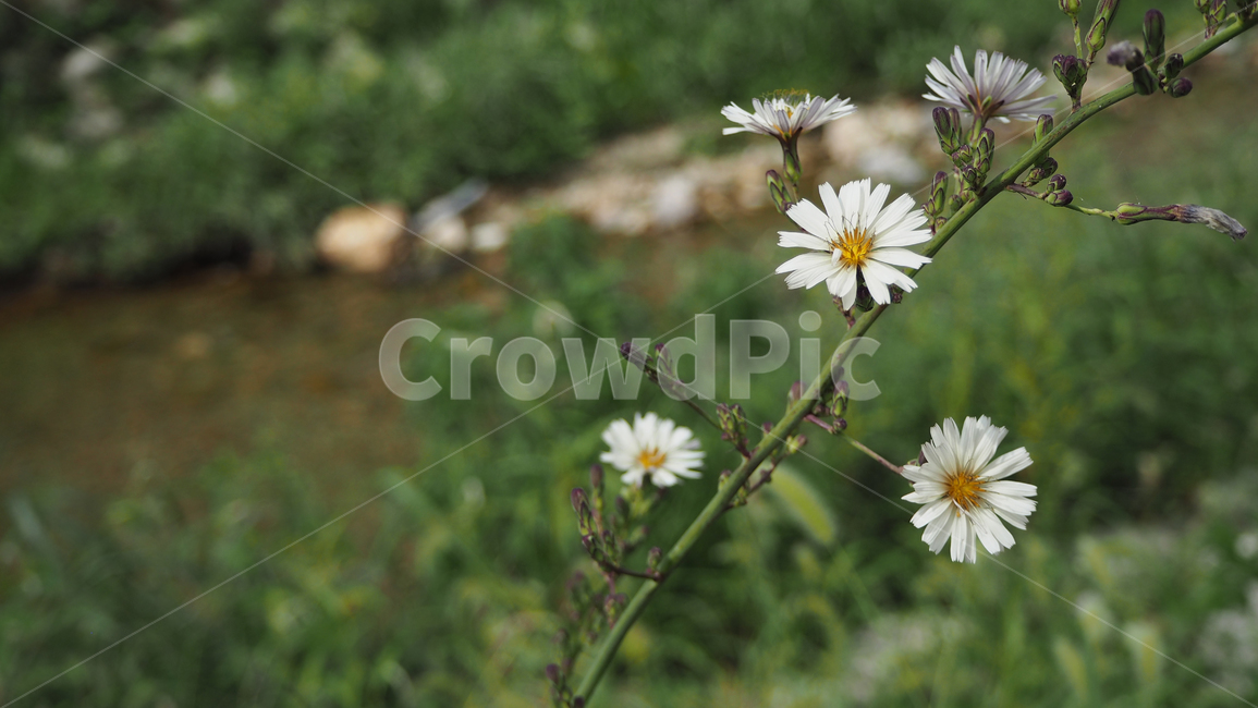 야생화,꽃,데이지,wildflower,flower,daisy,blossom,식물,식물,자연,plants,nature,꽃,flower