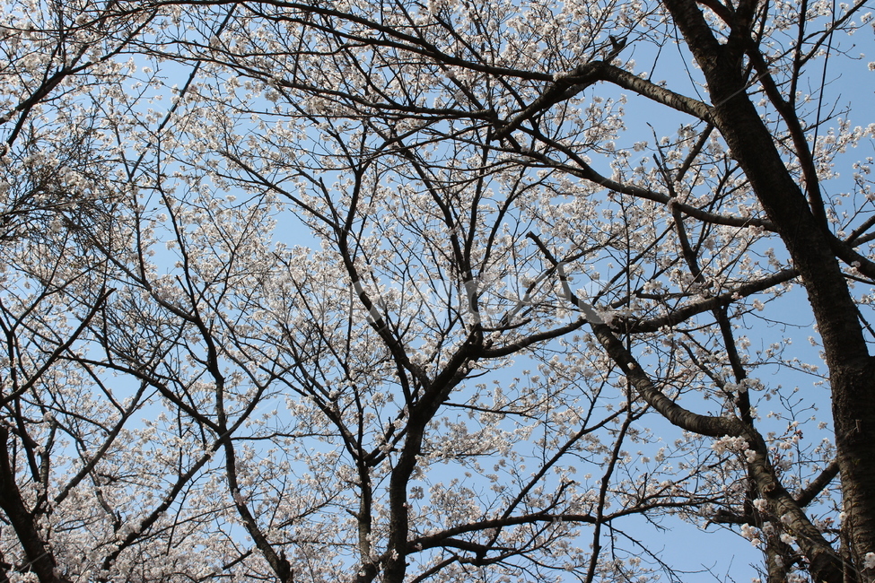 벚꽃,나무,봄,하늘,나뭇가지,봄,계절,spring,season,식물,자연,plants,nature,나무,trees,wood,tree,plant,tree trunk,나무 줄기
