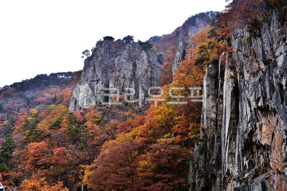 nature,cliff,internal calculation,tree,Mansan Red Leaf,red,rock,mountain,outdoors,plant,Bogyeongsa County Park,autumn,Maple