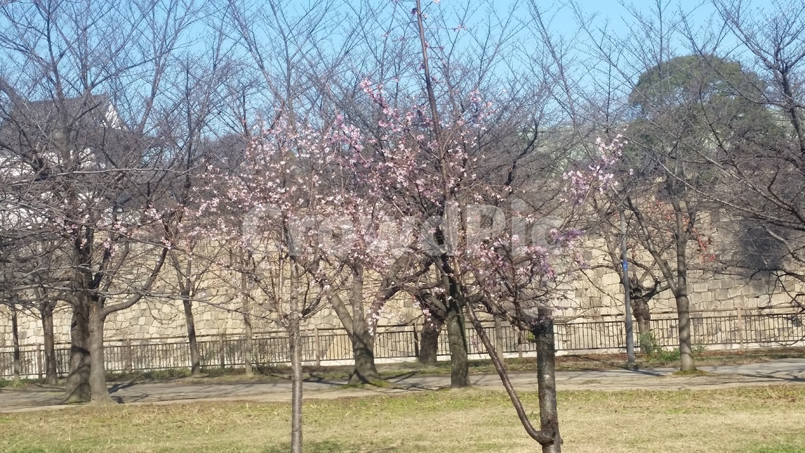 나무,공원,봄,꽃,하늘,tree,park,sky,spring,springtime,flower,flowers