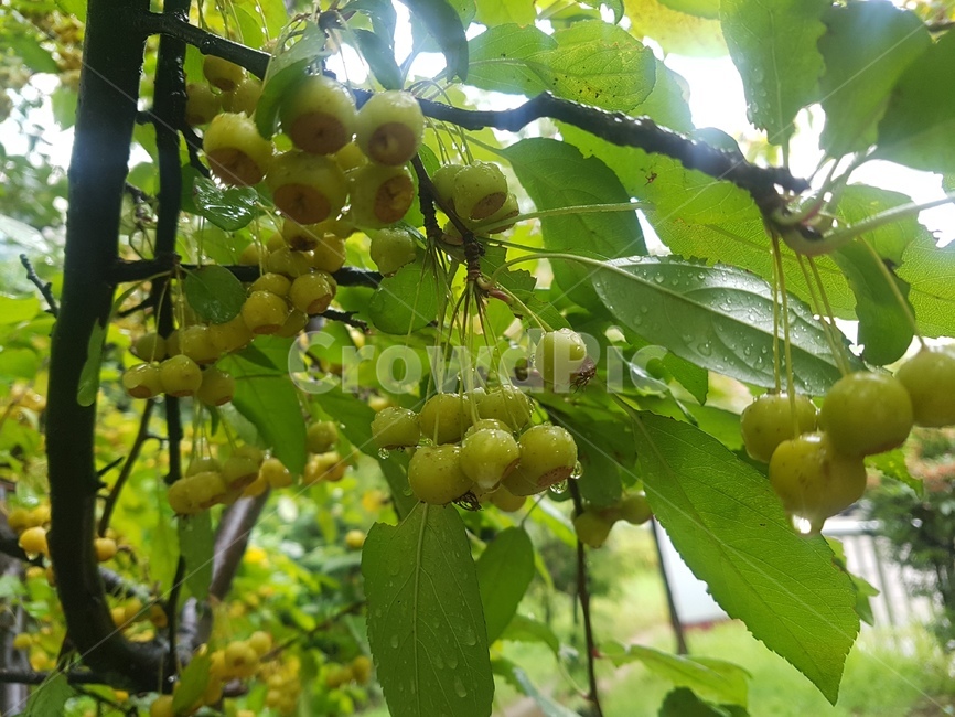 식물,fruit,과일,열매,plant