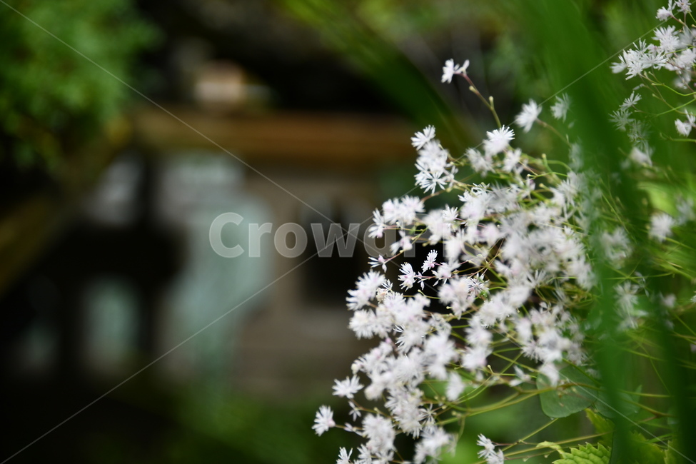 꽃,자연,식물,야생화,nature,flower,감성,feeling,배경,백그라운드