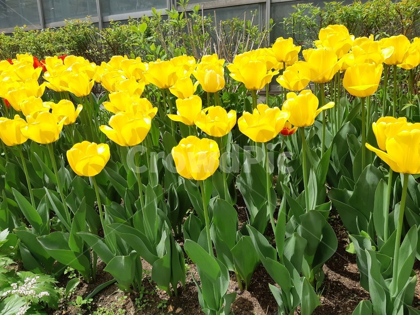 튤립,꽃,식물,식물원,정원