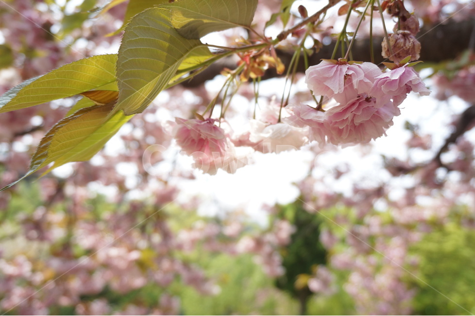 겹벚꽃,개심사,핑크,꽃,봄,풍경,봄,계절,spring,season,식물,자연,plants,nature,꽃,flower,plant,blossom