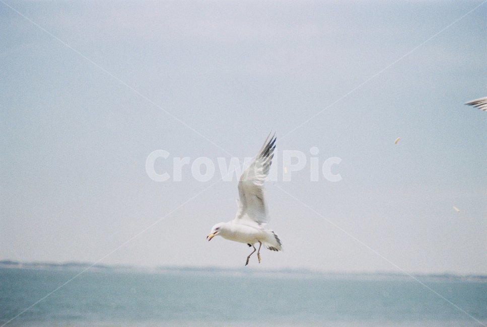 필름사진,필름카메라,컬러필름,갈매기,바다,동물,animal,조류,새,birds,감성,sensible,feeling