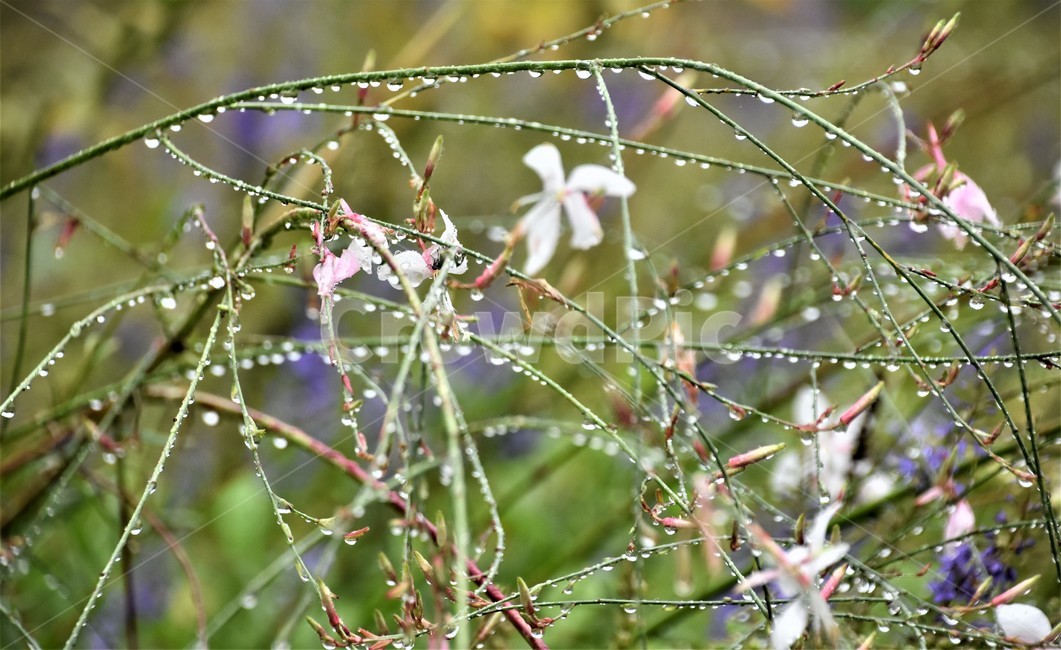 빗방울,물방울,나무가지,청초,꽃잎,식물,자연,plants,nature,꽃,flower,비,비오는날,rain,rainy