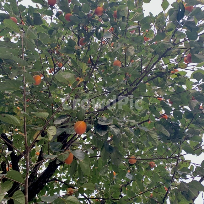 감나무,감,plant,식물,fruit,과일,food,음식