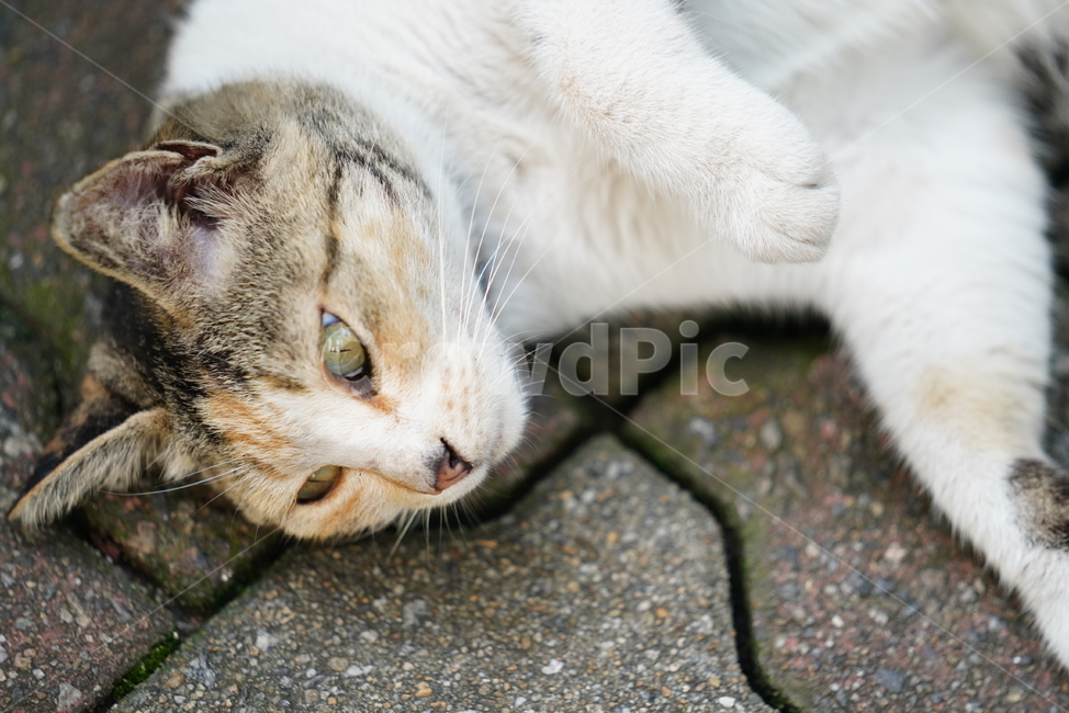 cat,고양이,동물,생물,생명,포유류,거리,animal,동물,animal,포유류,mammal,고양이,cat,kitten,kitty