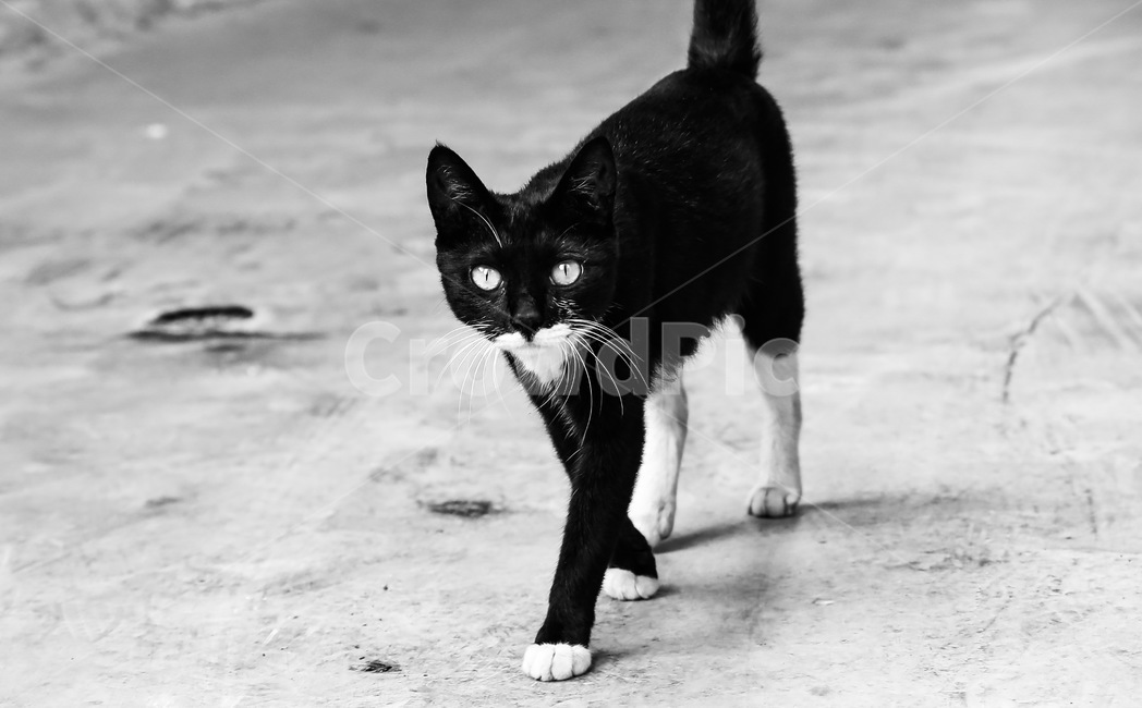 고양이,길고양이,길냥이,턱시도고양이,얼룩고양이,산책,cat,동물,animal,포유류,mammal,고양이,cat,kitten,kitty