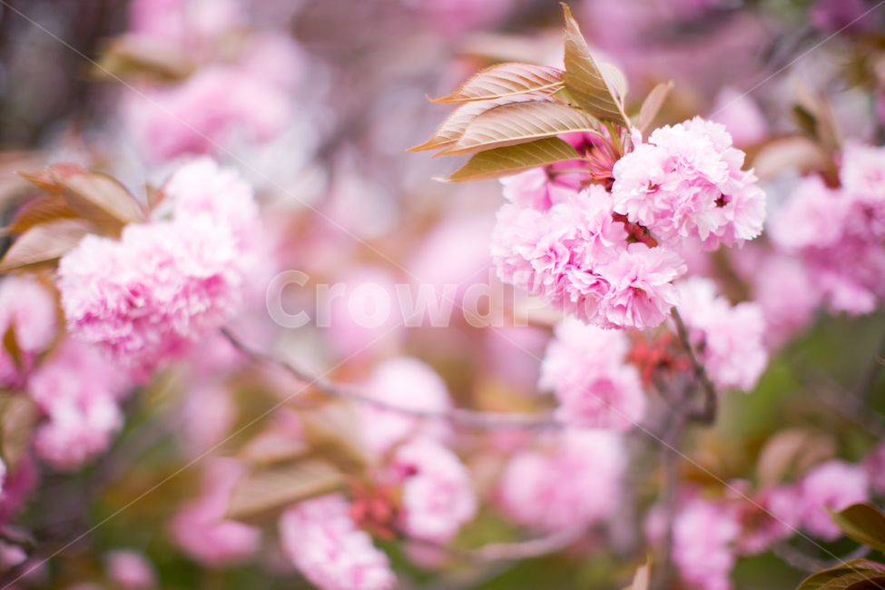 봄,벚꽃,겹벚꽃,분홍색,꽃,플라워,분홍분홍,꽃나무,꽃놀이,flower,doublecherryblossoms,cherryblossoms