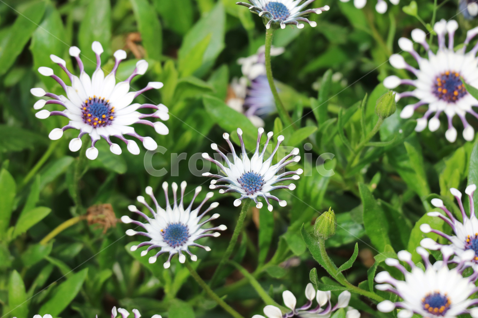 꽃,꽃밭,봄,클로즈업,식물,자연,꽃송이,식물,자연,plants,nature,꽃,flower